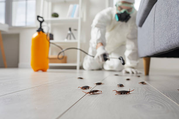Post-Treatment Bed Bug Interceptor Monitoring in Idaho Springs